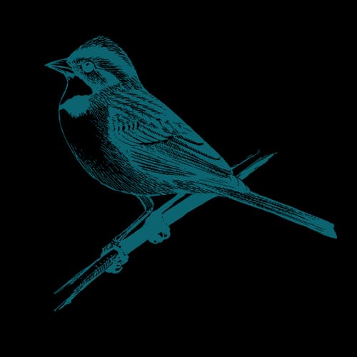 finch image